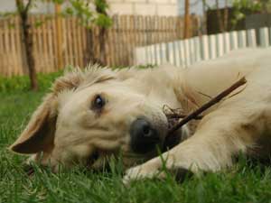 Dog chews stick